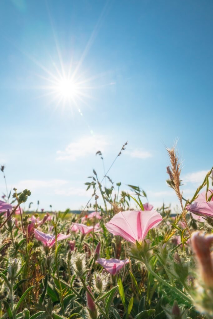 Spring flower and sunshine at day.